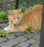 Hochkonzentriert bereitet sich Flori auf seine kraftraubende Aufgabe im Dienste der lesenden Menschheit vor.