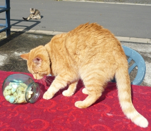 Unter strenger Beobachtung fachkundigen Publikums erfolgte die Ziehung